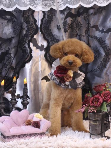 20231022まめくん